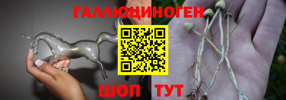 Псилоцибиновые грибы Psilocybine cubensis Сертолово